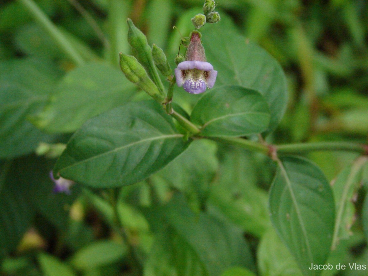 Asystasia variabilis (Nees) Trimen